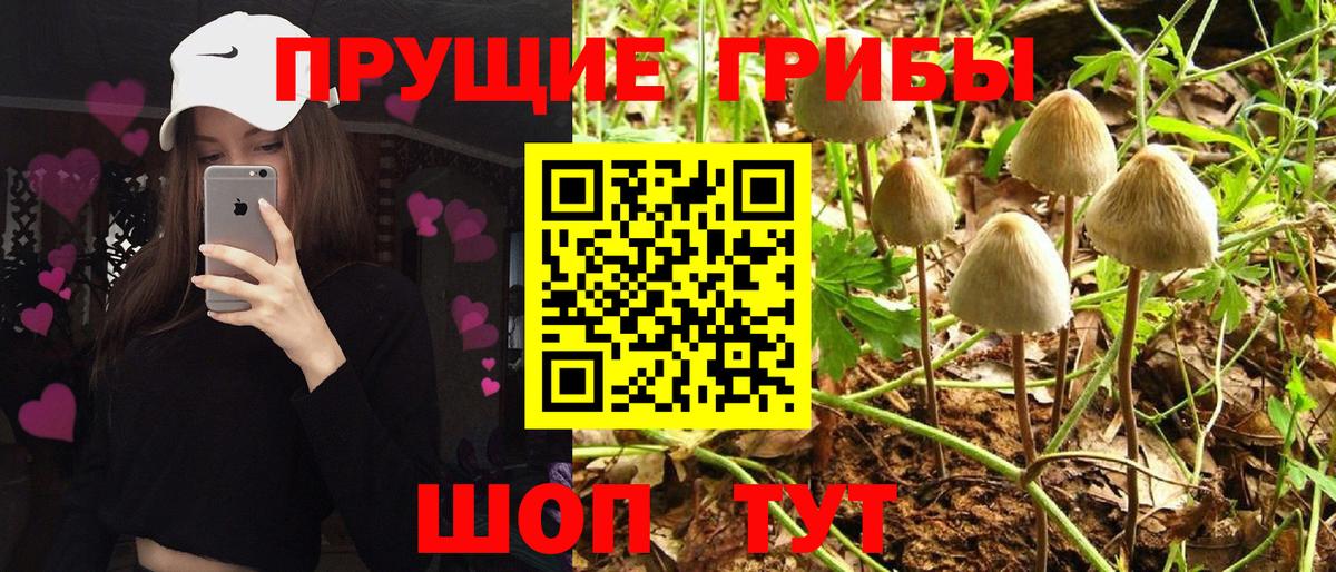 Старая Русса  Псилоцибиновые грибы Cubensis  Вход с VPN 